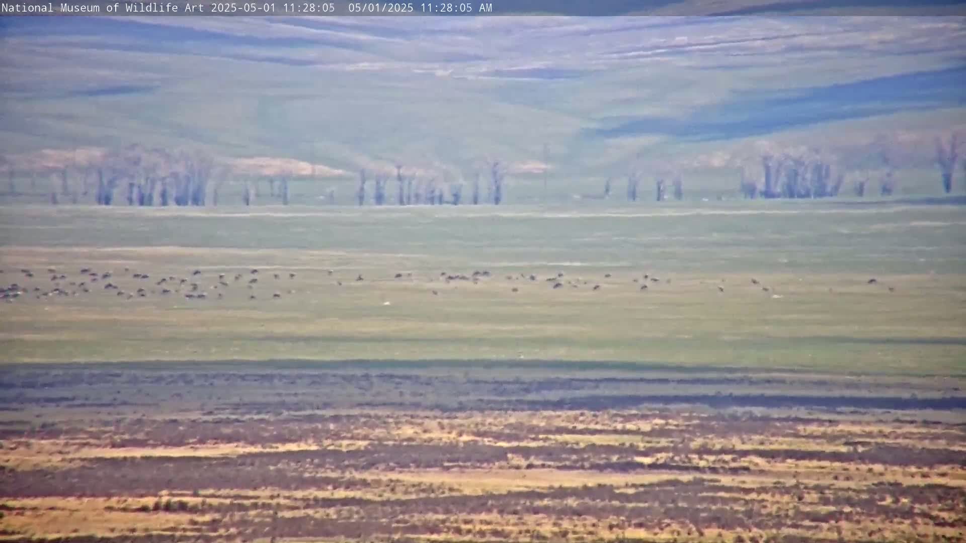 A large herd of dark-colored animals grazes on a light green plain under a hazy, bright sky, with a line of bare trees in the middle distance.