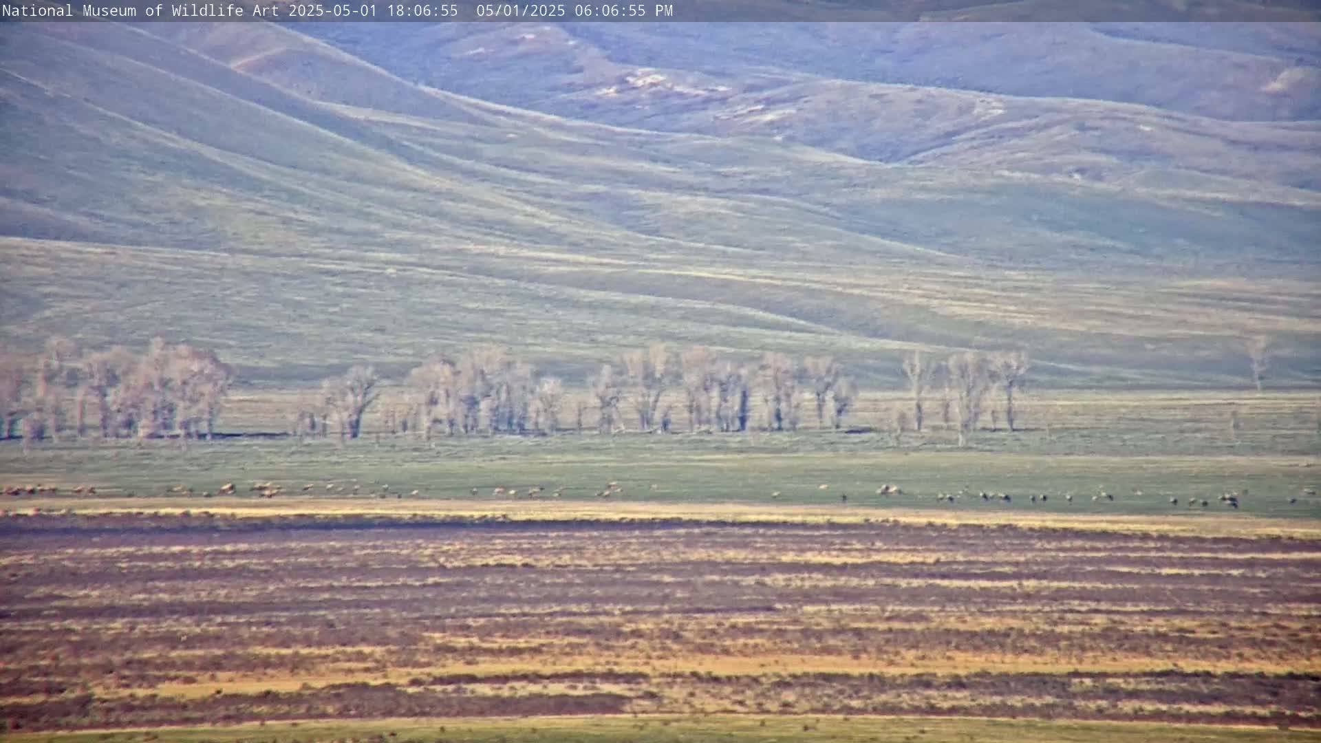 A herd of animals grazes in a flat, grassy field below a line of leafless trees, set against a backdrop of rolling hills under a clear sky.
