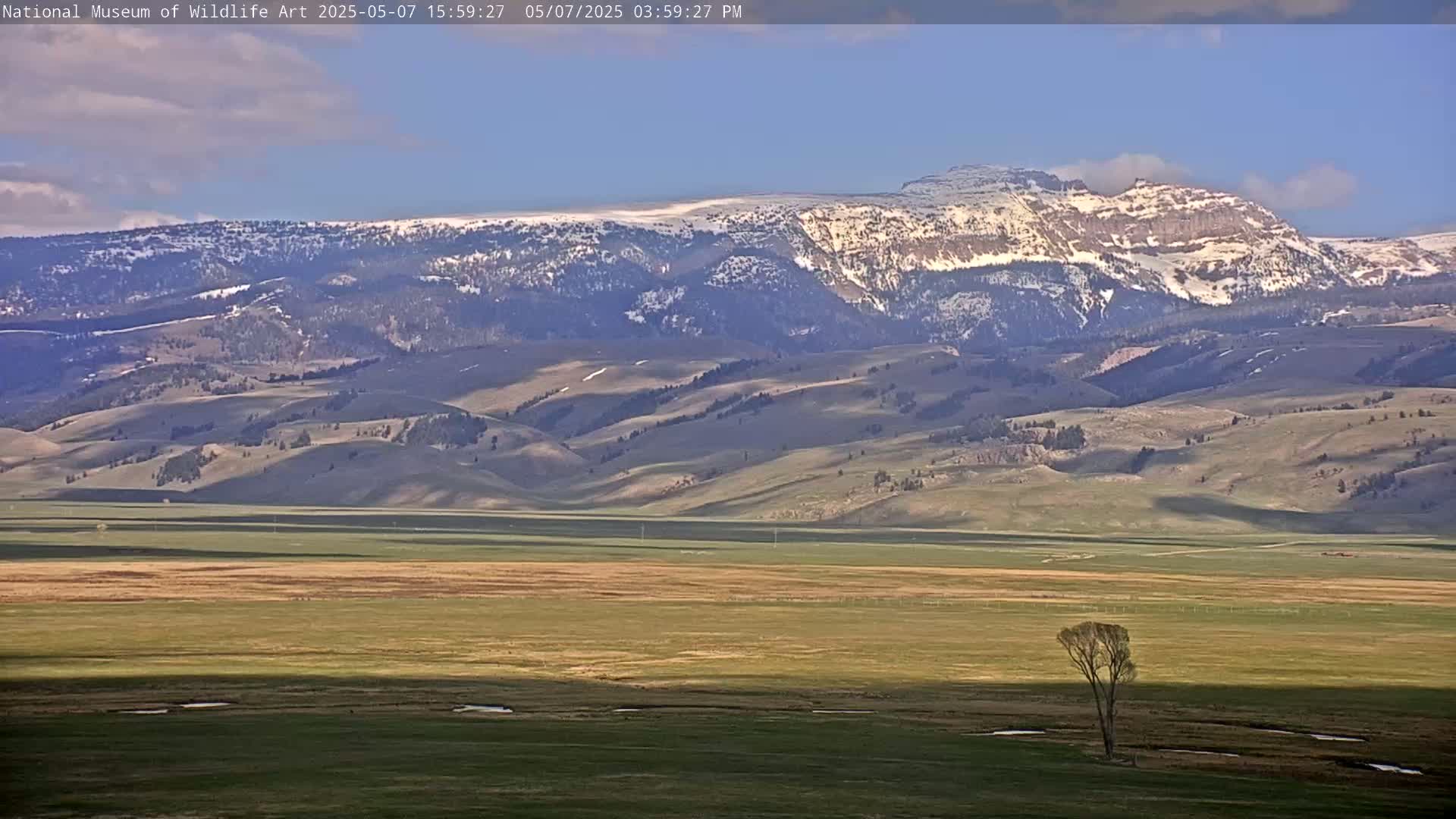 A single tree stands in a flat, grassy valley under a mostly sunny sky, with snow-capped mountains visible in the distance.