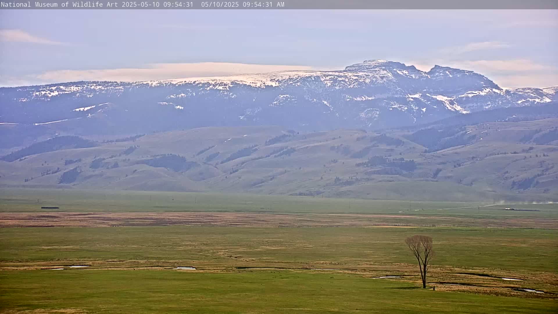 A snow-capped mountain range is visible in the distance, overlooking a flat, grassy plain with a lone tree under a hazy sky.
