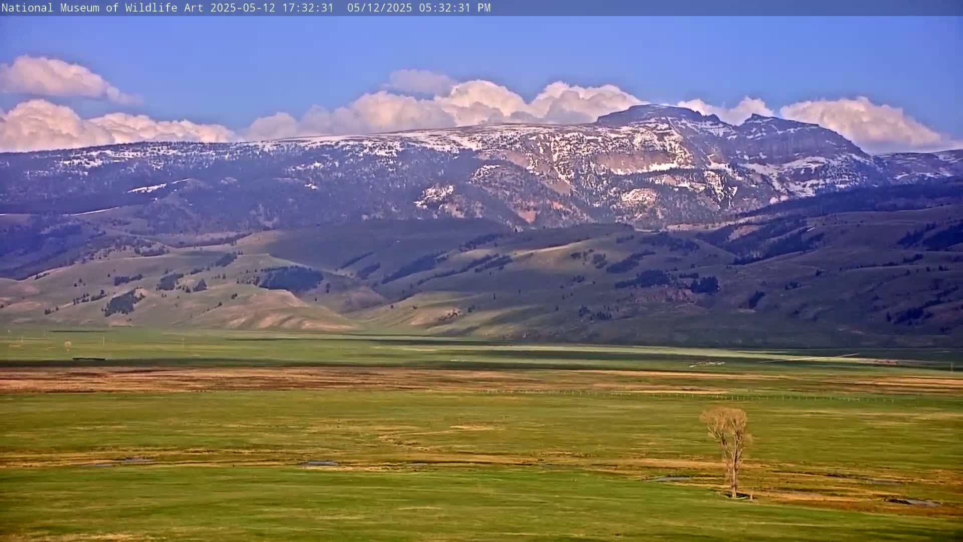 A lone tree stands in a vast, green valley under a partly cloudy blue sky, with snow-capped mountains in the background.