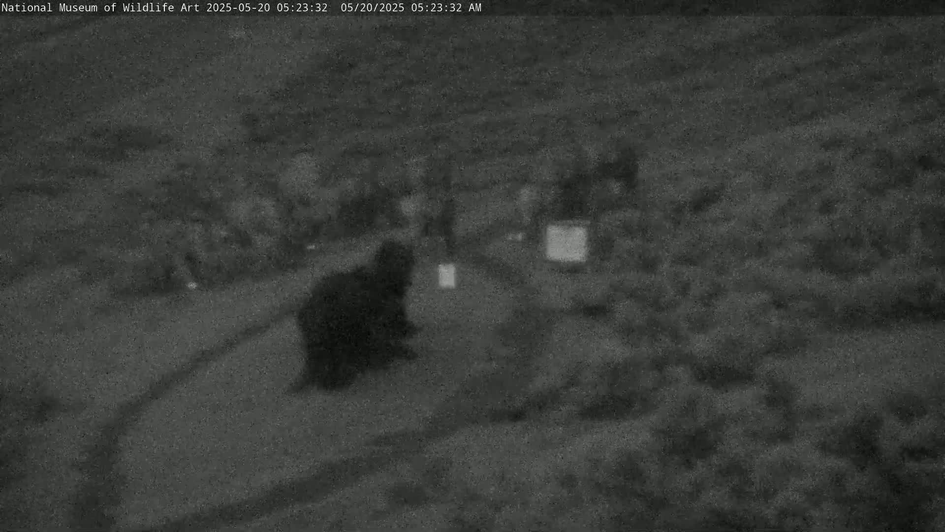 A blurry, dark grayscale image shows a large dark shape that may be an animal in a sparsely vegetated area at night.