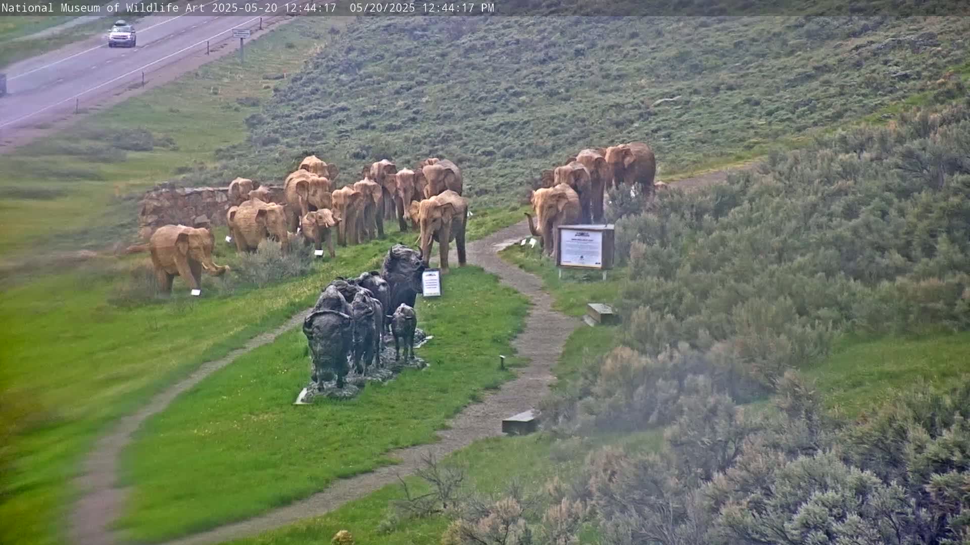 A herd of light brown elephant statues stands near a group of dark brown buffalo statues on a grassy hillside overlooking a highway on an overcast day.