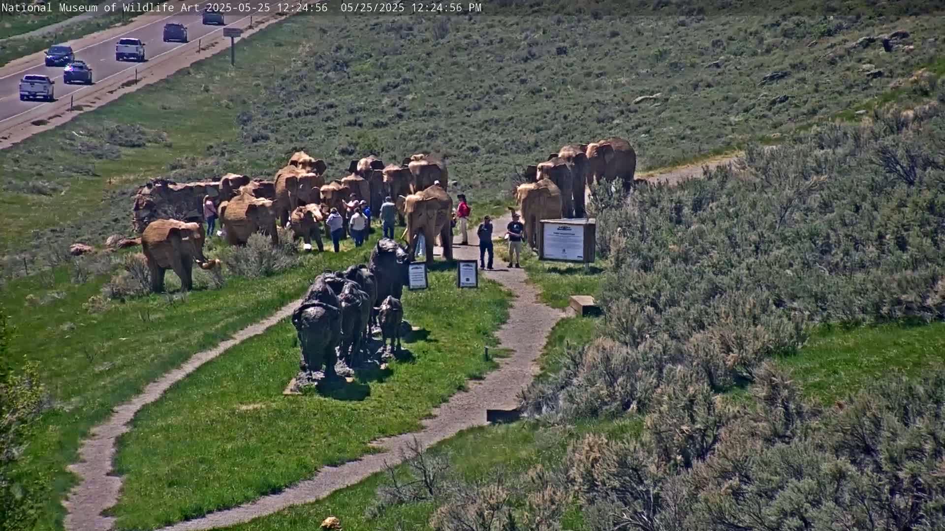 A sunny day reveals several groups of people observing a collection of elephant and buffalo sculptures on a grassy hill overlooking a highway.