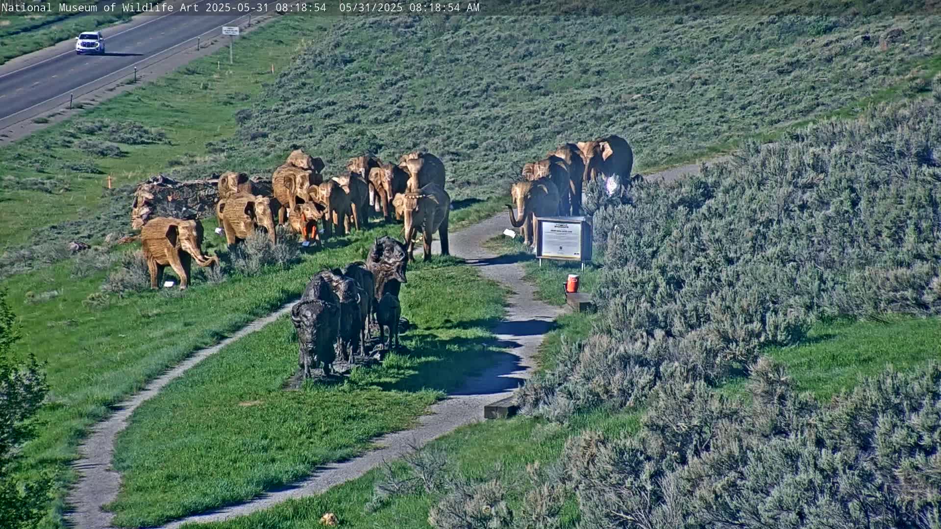 A sunny outdoor scene shows numerous carved wooden elephants and bison statues along a path next to a highway.