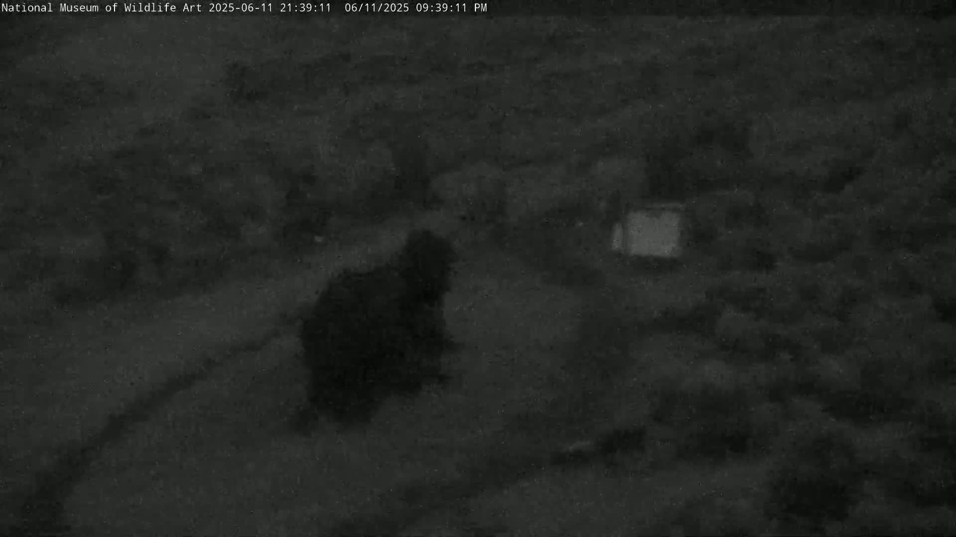 Jackson Hole, Elk Refuge from National Museum of Wildlife Art Live Cam -  Jackson, Teton, Wyoming, USA