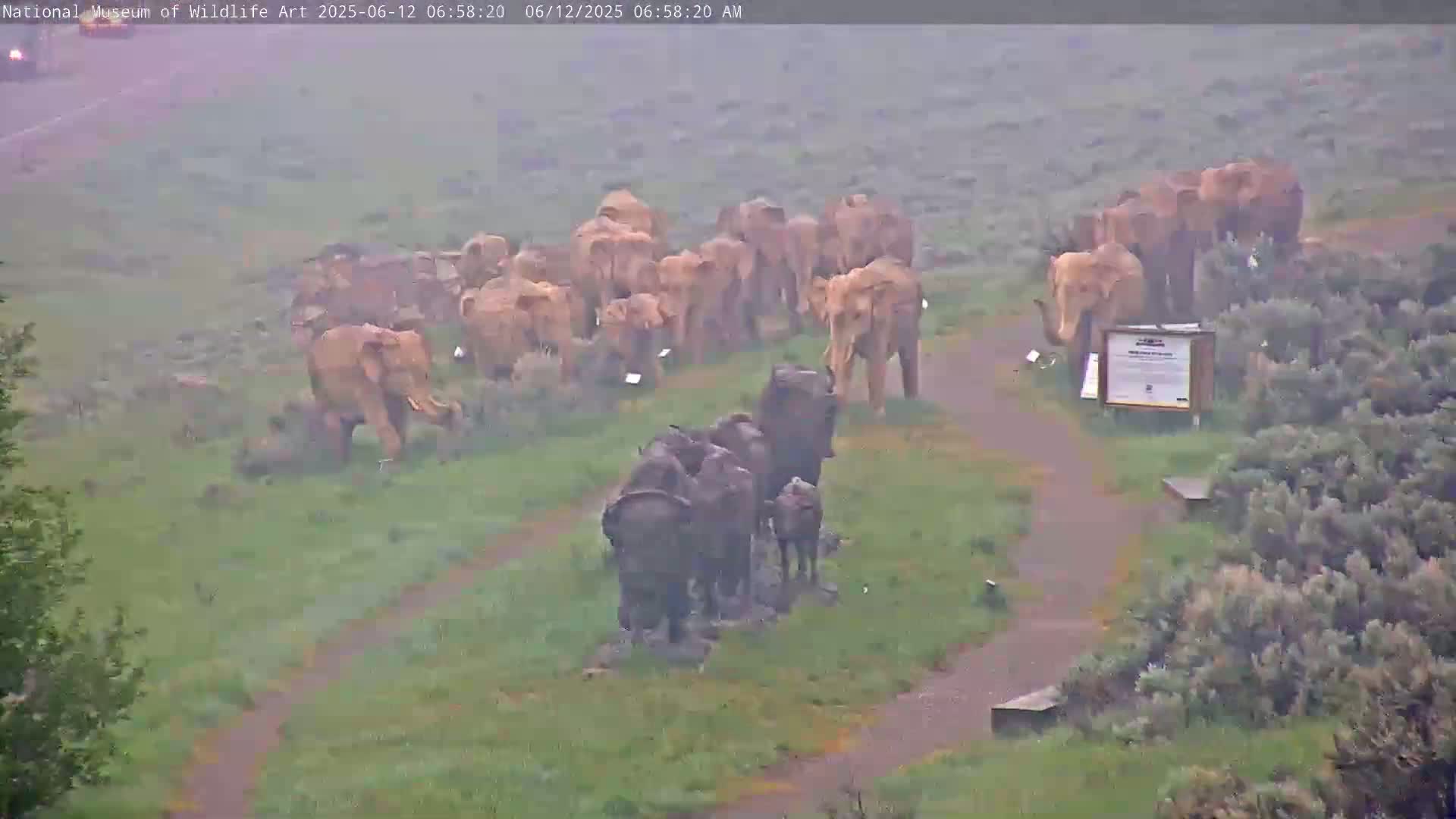 A herd of elephants and a group of bison stand in a grassy field on a foggy day.