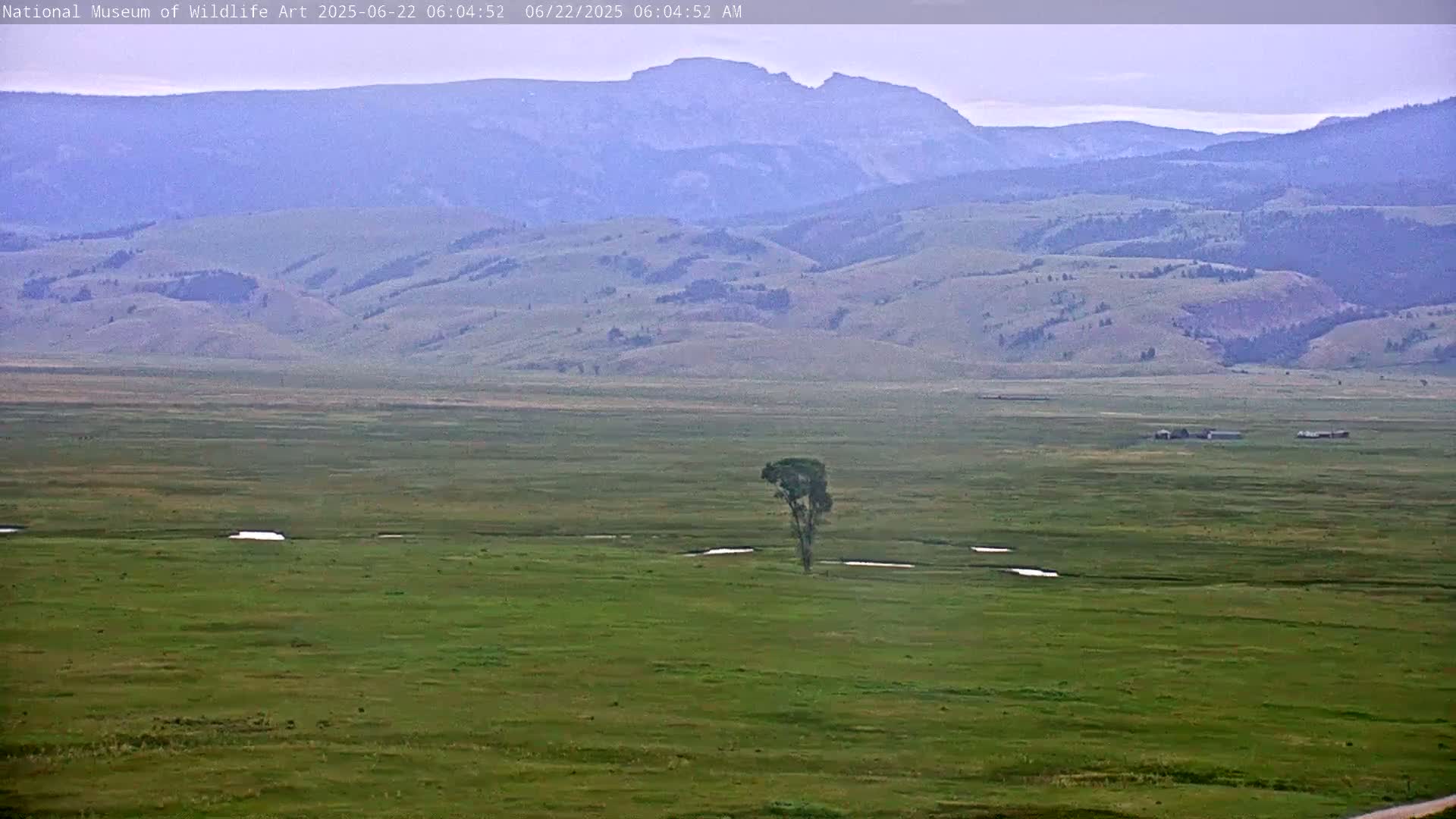 A lone tree stands in a vast, green field under an overcast sky, with distant mountains in the background.
