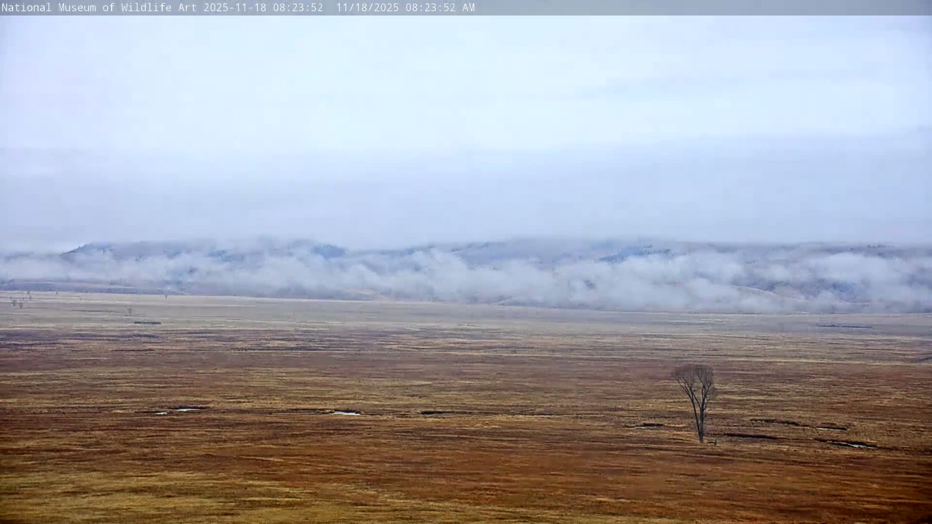 Jackson Hole, Elk Refuge from National Museum of Wildlife Art Live Cam -  Jackson, Teton, Wyoming, USA