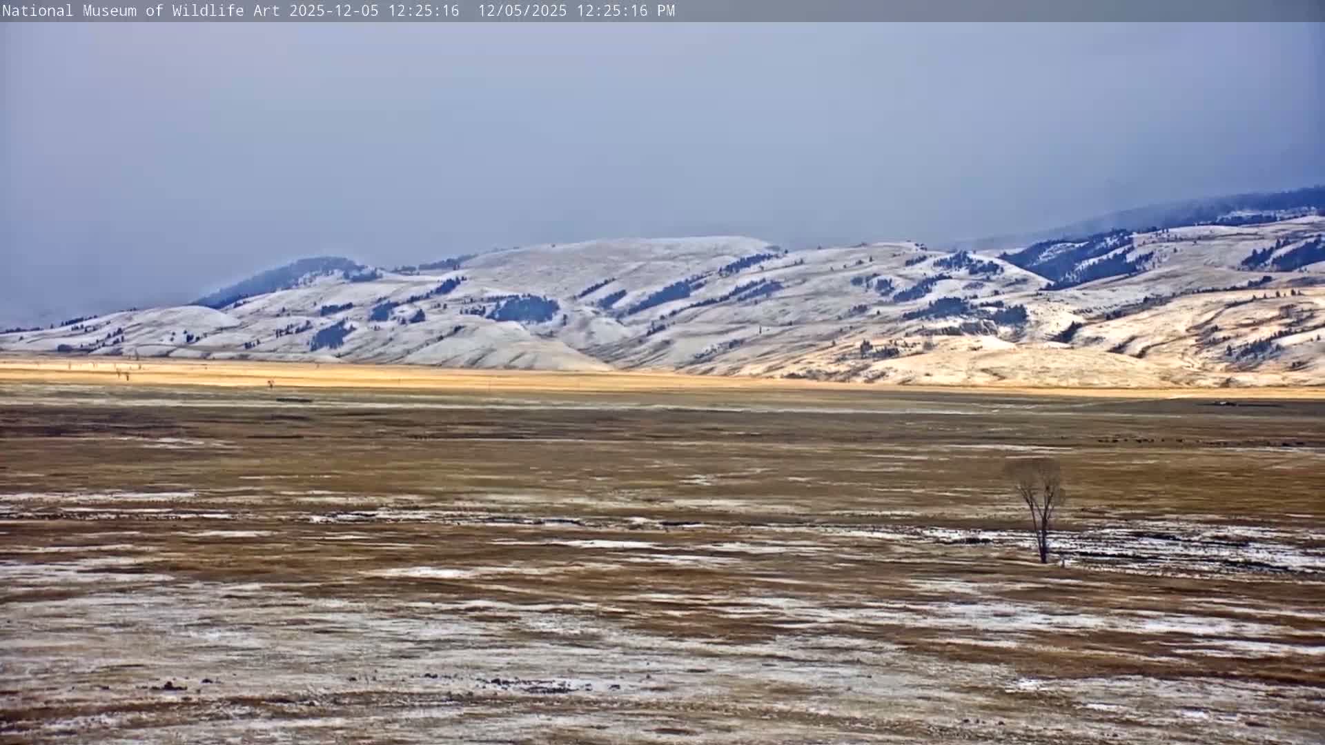 Jackson Hole, Elk Refuge from National Museum of Wildlife Art Live Cam -  Jackson, Teton, Wyoming, USA