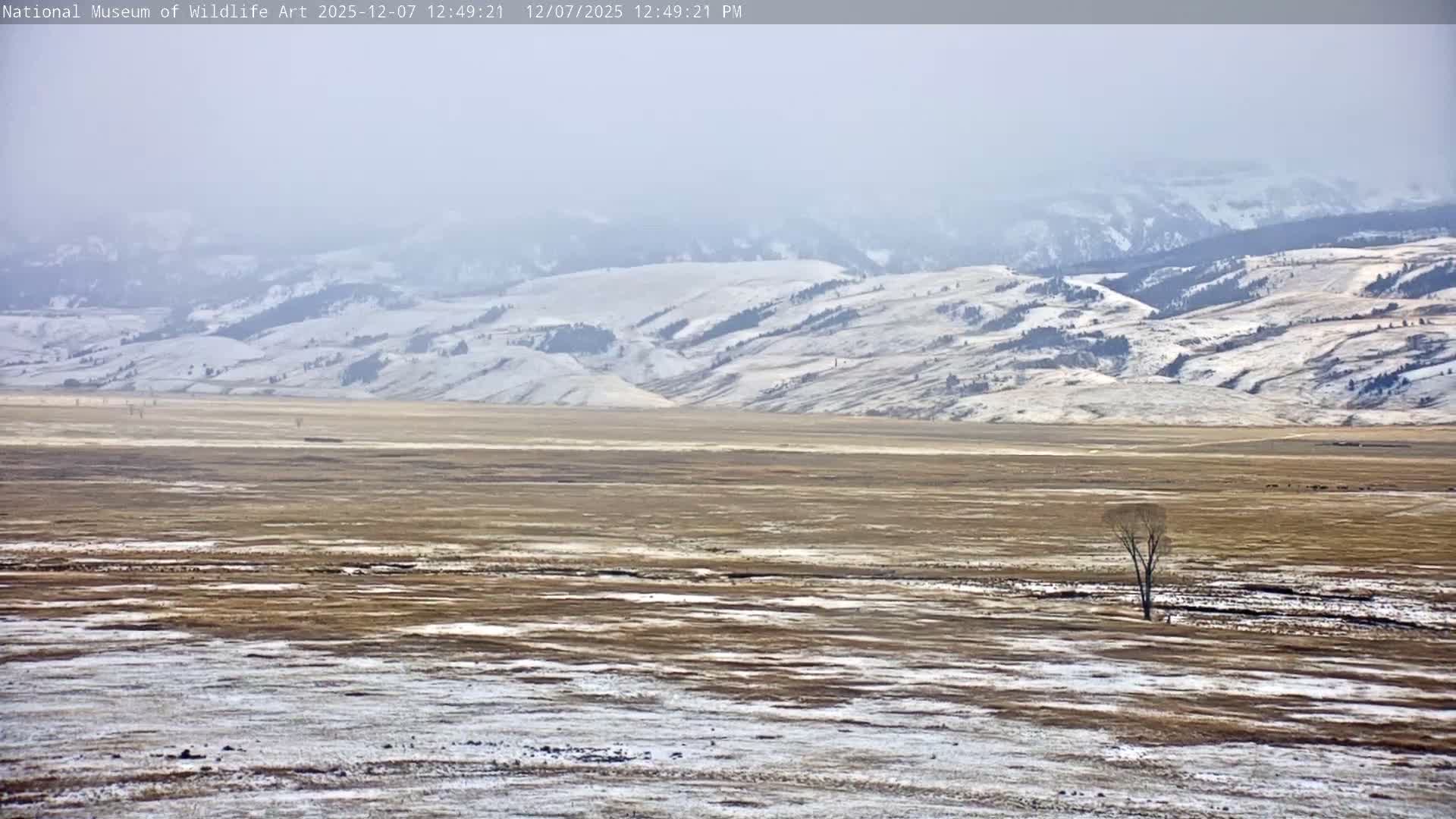 Jackson Hole, Elk Refuge from National Museum of Wildlife Art Live Cam -  Jackson, Teton, Wyoming, USA