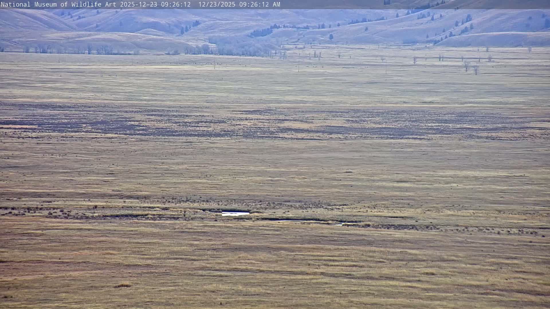 Jackson Hole, Elk Refuge from National Museum of Wildlife Art Live Cam -  Jackson, Teton, Wyoming, USA