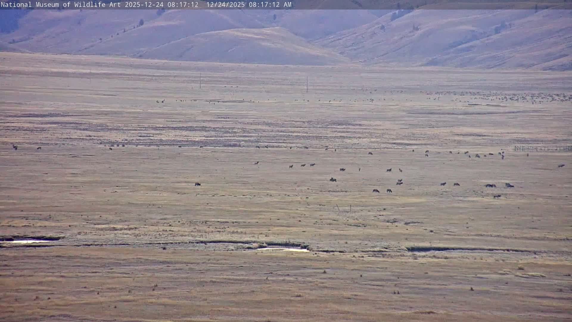 Jackson Hole, Elk Refuge from National Museum of Wildlife Art Live Cam -  Jackson, Teton, Wyoming, USA