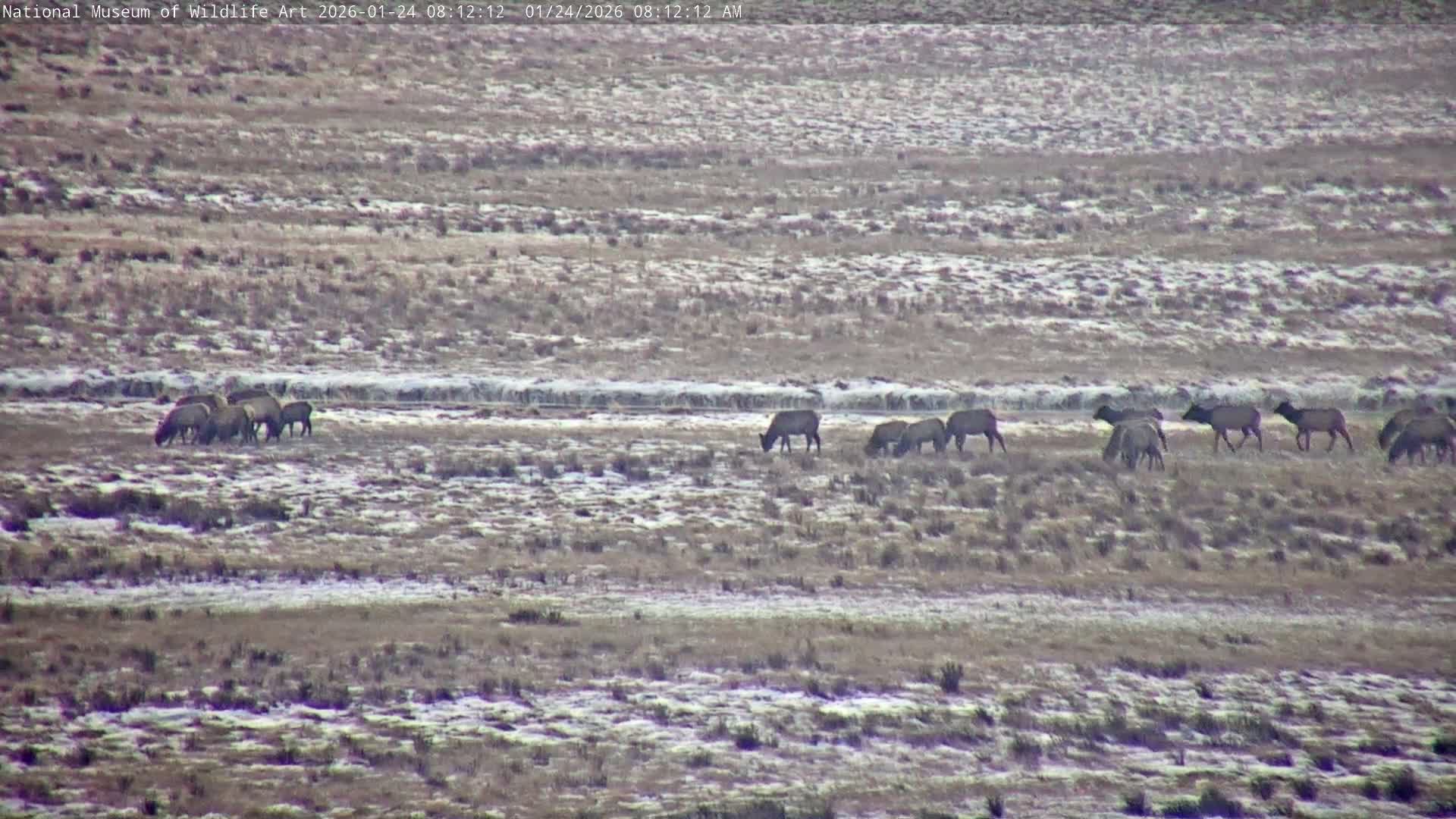 Jackson Hole, Elk Refuge from National Museum of Wildlife Art Live Cam -  Jackson, Teton, Wyoming, USA