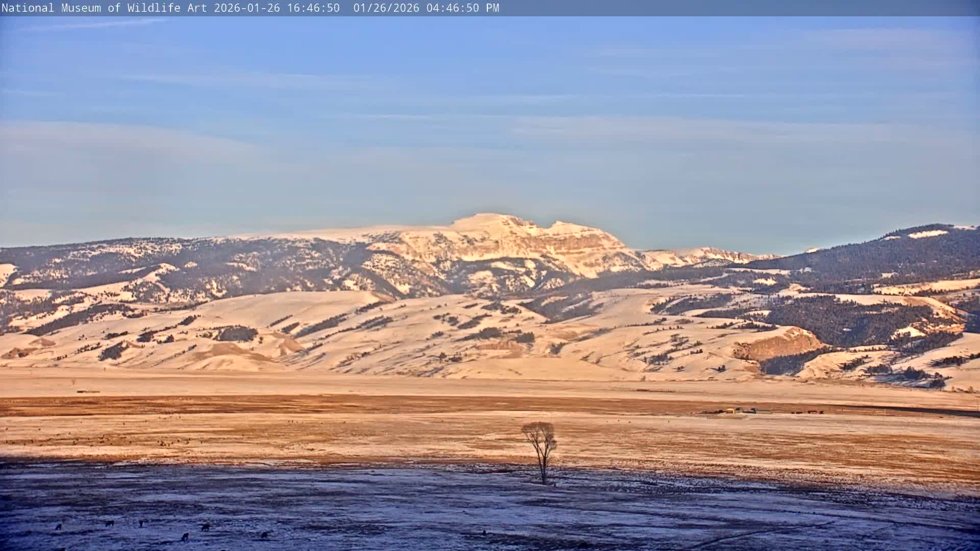 Jackson Hole, Elk Refuge from National Museum of Wildlife Art Live Cam -  Jackson, Teton, Wyoming, USA