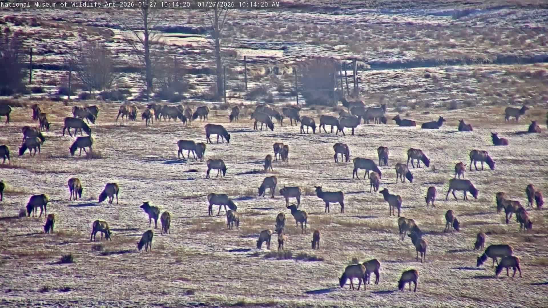 Jackson Hole, Elk Refuge from National Museum of Wildlife Art Live Cam -  Jackson, Teton, Wyoming, USA