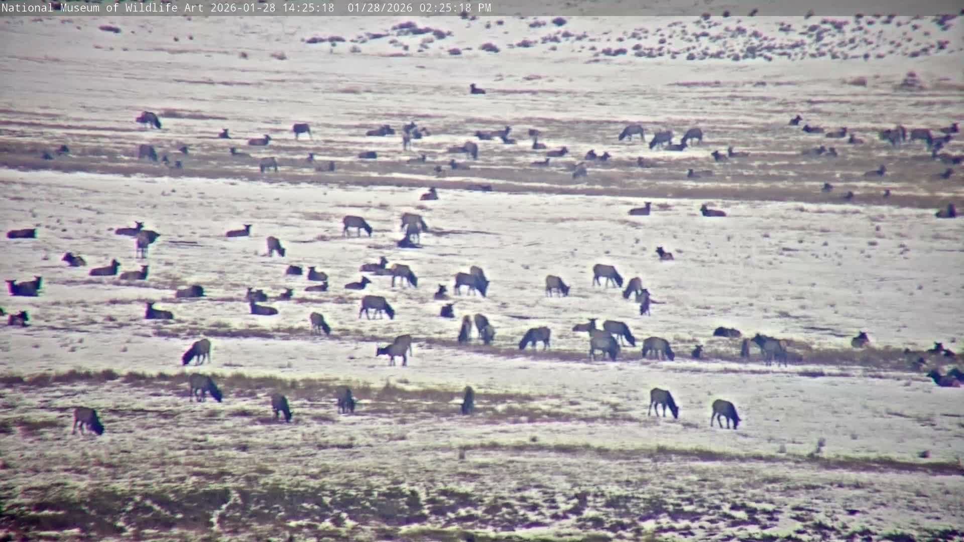 Jackson Hole, Elk Refuge from National Museum of Wildlife Art Live Cam -  Jackson, Teton, Wyoming, USA