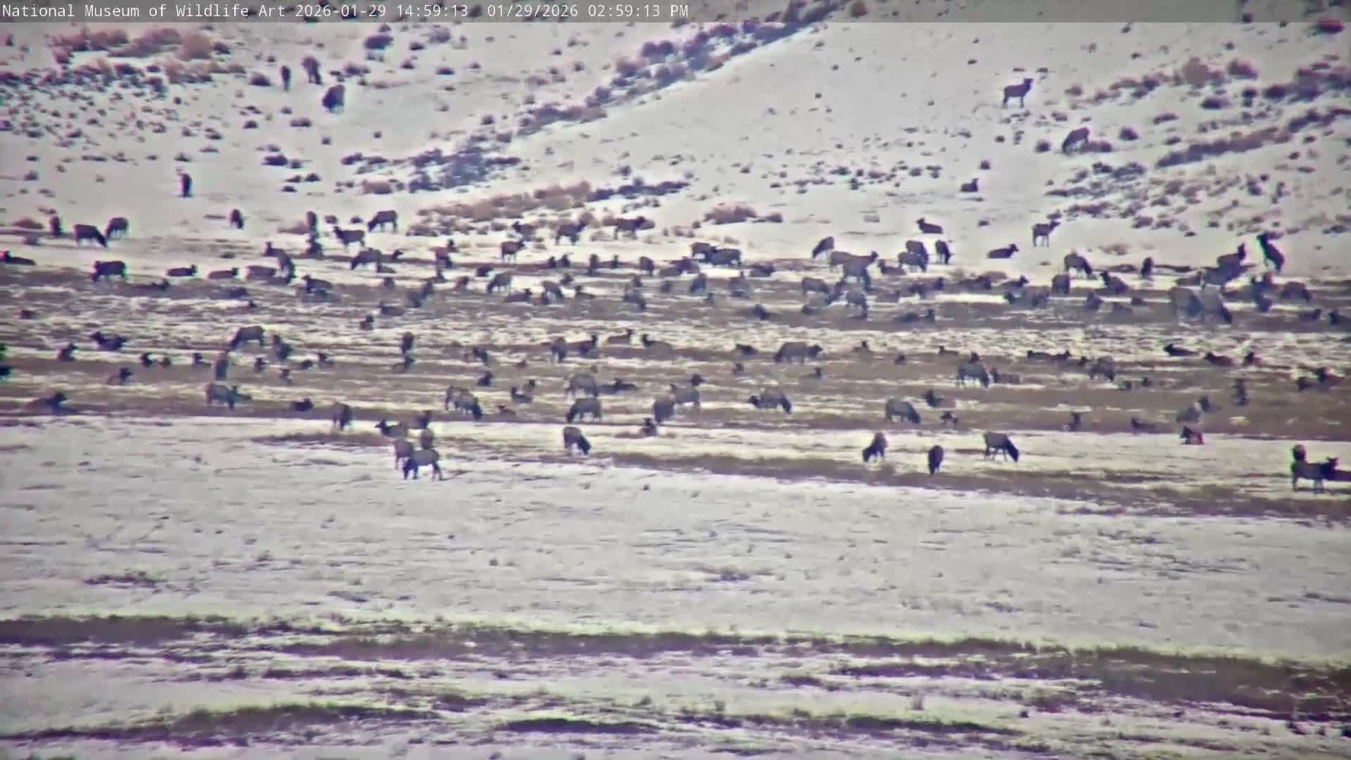 Jackson Hole, Elk Refuge from National Museum of Wildlife Art Live Cam -  Jackson, Teton, Wyoming, USA