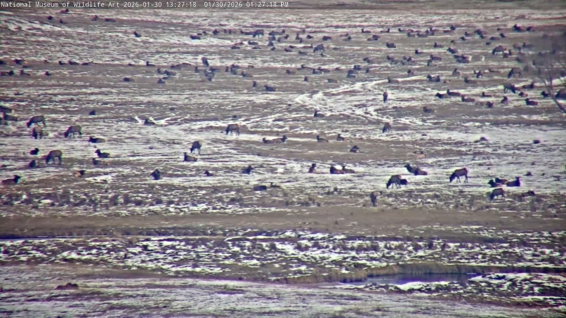 Jackson Hole, Elk Refuge from National Museum of Wildlife Art Live Cam -  Jackson, Teton, Wyoming, USA