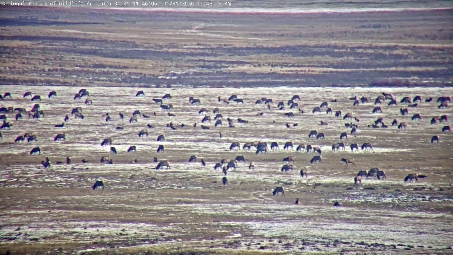 Jackson Hole, Elk Refuge from National Museum of Wildlife Art Live Cam -  Jackson, Teton, Wyoming, USA