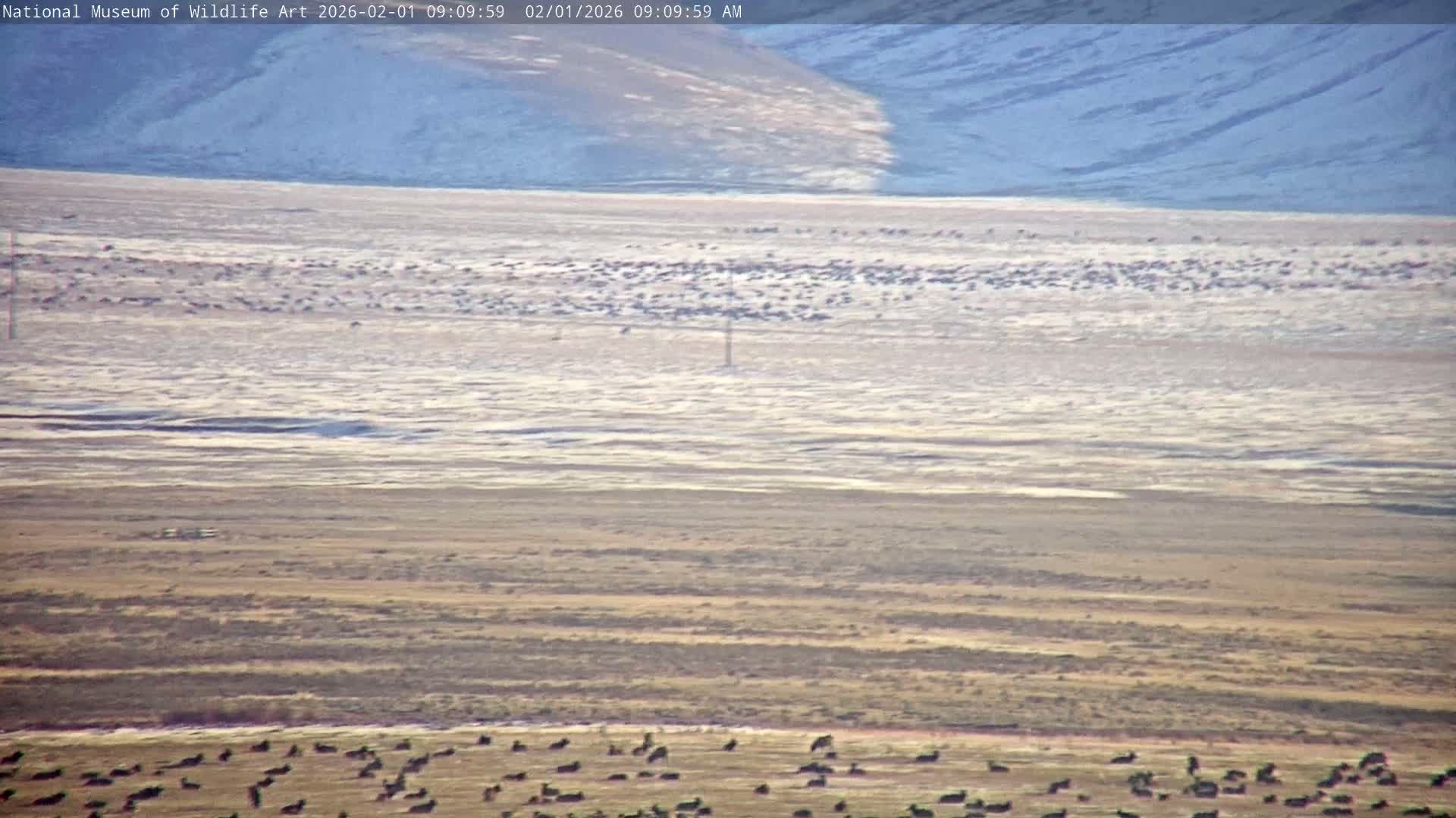 Jackson Hole, Elk Refuge from National Museum of Wildlife Art Live Cam -  Jackson, Teton, Wyoming, USA