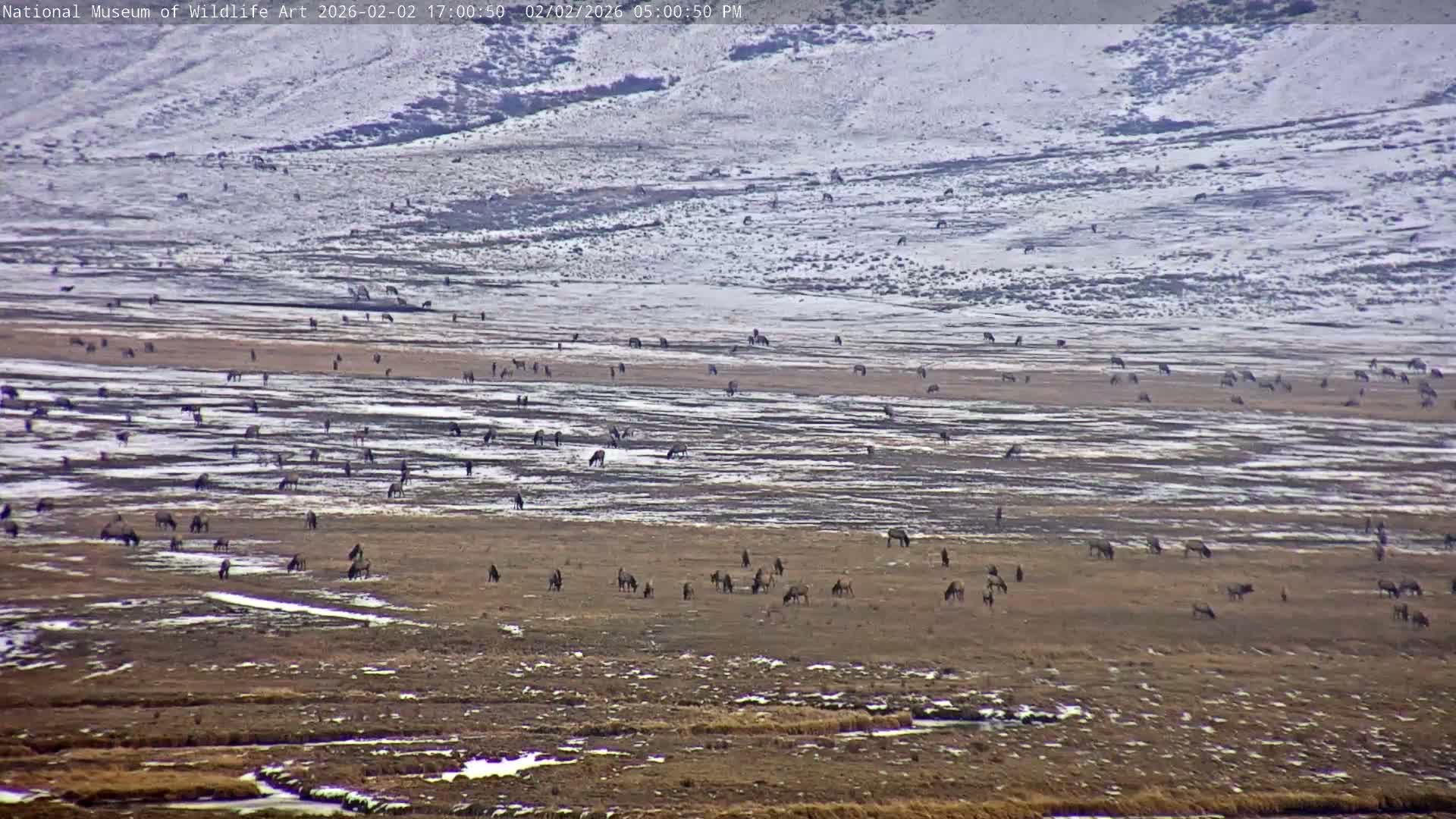 Jackson Hole, Elk Refuge from National Museum of Wildlife Art Live Cam -  Jackson, Teton, Wyoming, USA
