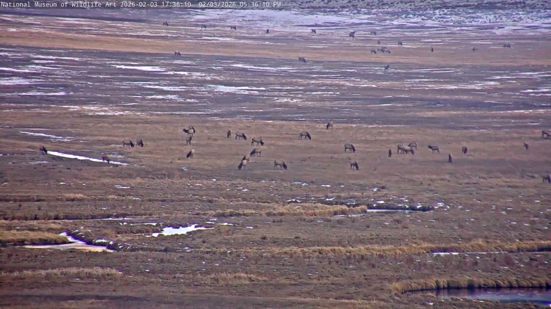 Jackson Hole, Elk Refuge from National Museum of Wildlife Art Live Cam -  Jackson, Teton, Wyoming, USA