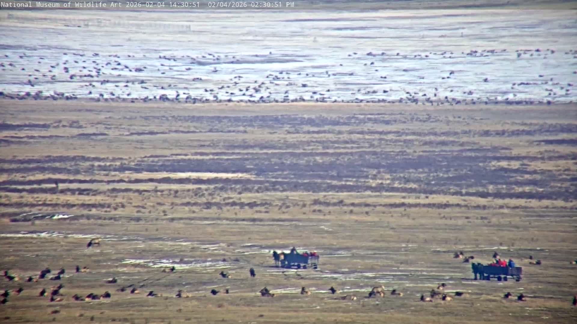 Jackson Hole, Elk Refuge from National Museum of Wildlife Art Live Cam -  Jackson, Teton, Wyoming, USA