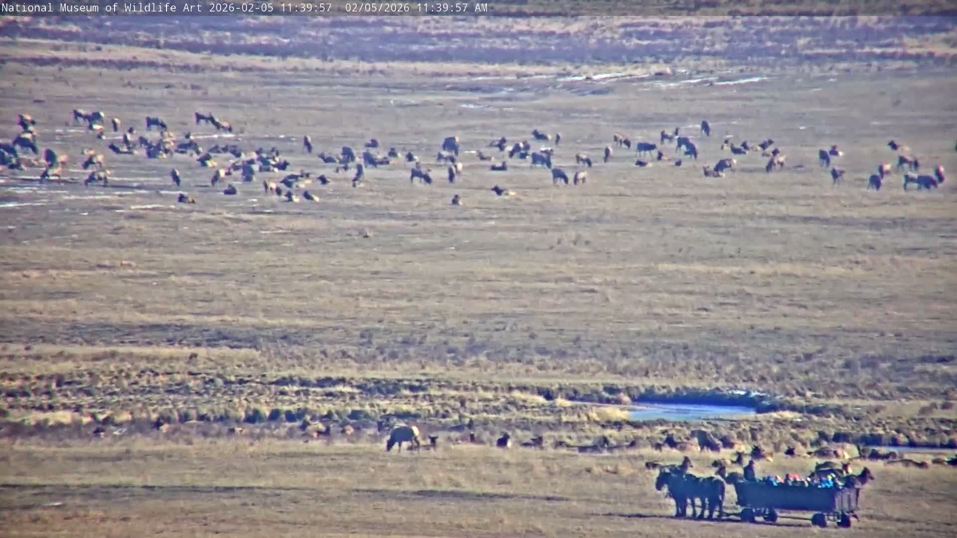 Jackson Hole, Elk Refuge from National Museum of Wildlife Art Live Cam -  Jackson, Teton, Wyoming, USA
