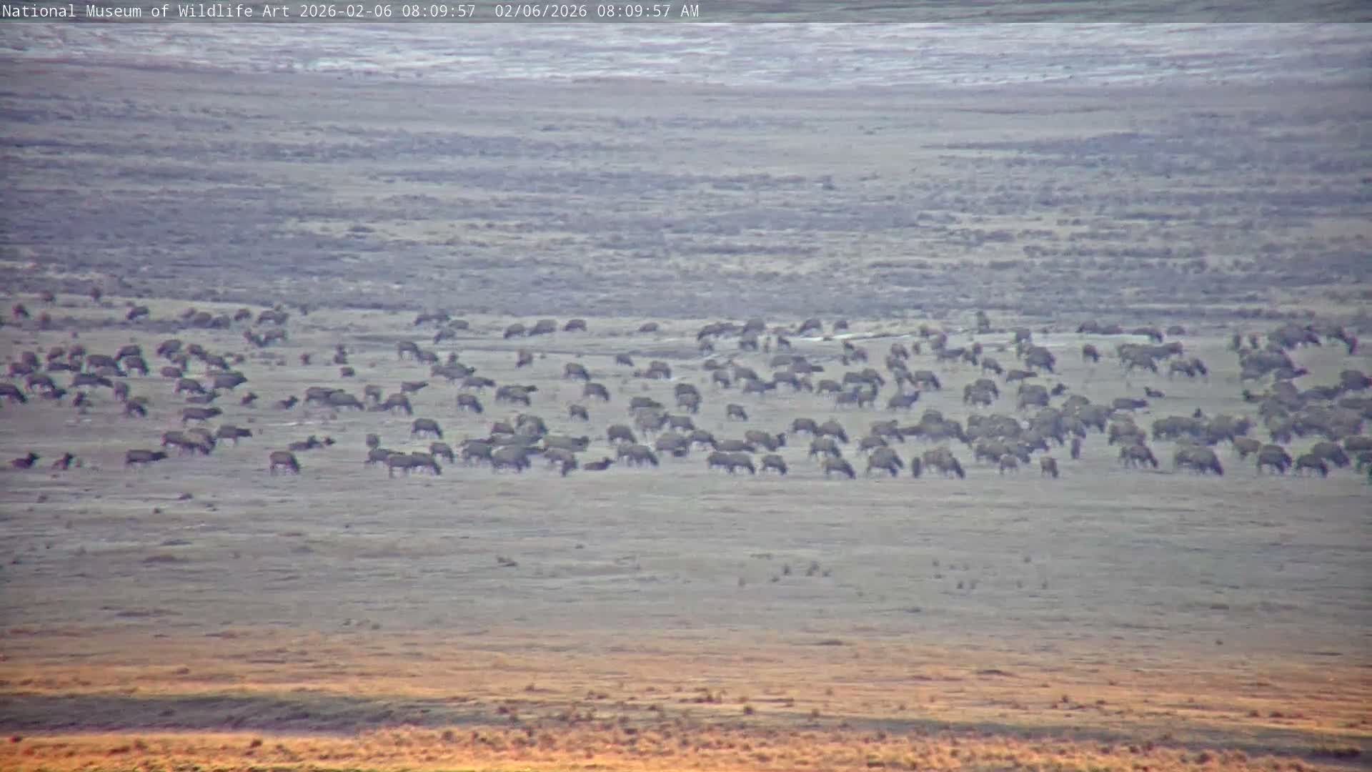 Jackson Hole, Elk Refuge from National Museum of Wildlife Art Live Cam -  Jackson, Teton, Wyoming, USA