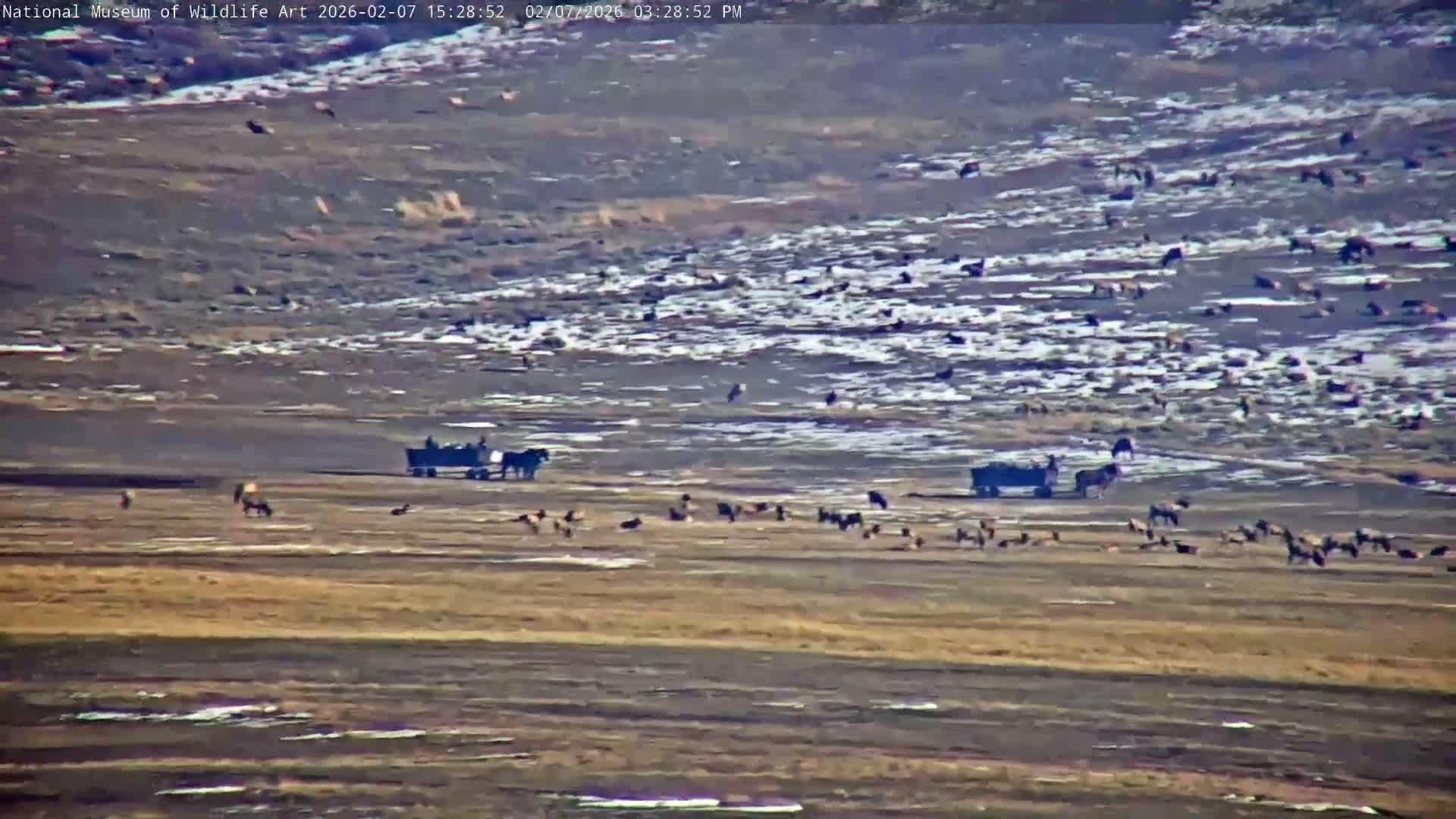 Jackson Hole, Elk Refuge from National Museum of Wildlife Art Live Cam -  Jackson, Teton, Wyoming, USA