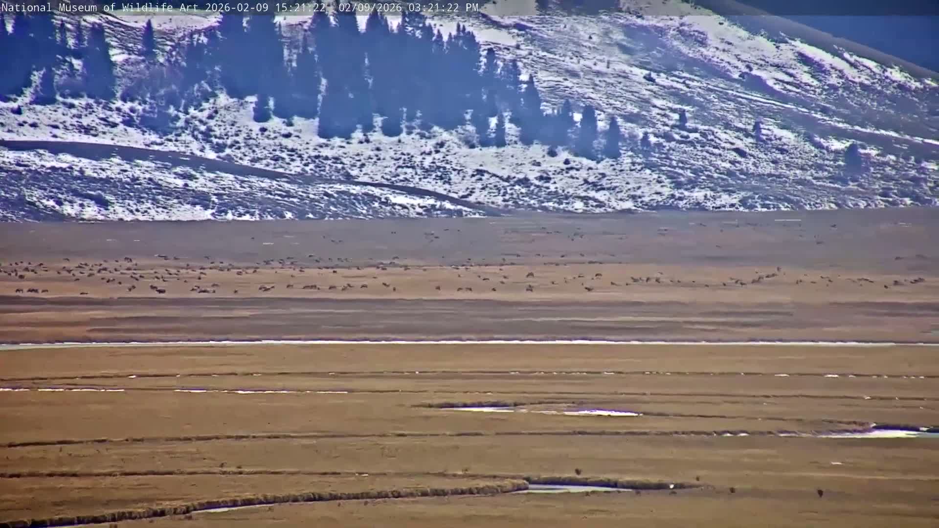 Jackson Hole, Elk Refuge from National Museum of Wildlife Art Live Cam -  Jackson, Teton, Wyoming, USA