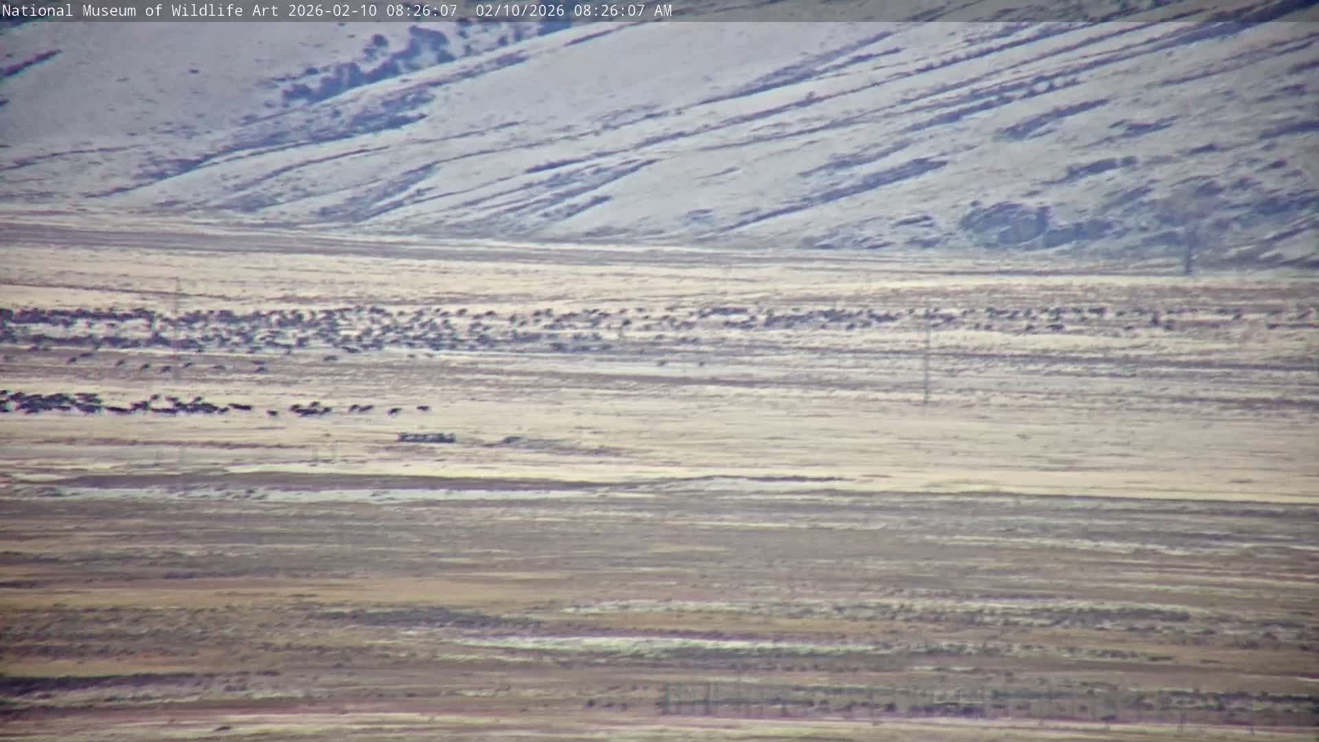 Jackson Hole, Elk Refuge from National Museum of Wildlife Art Live Cam -  Jackson, Teton, Wyoming, USA
