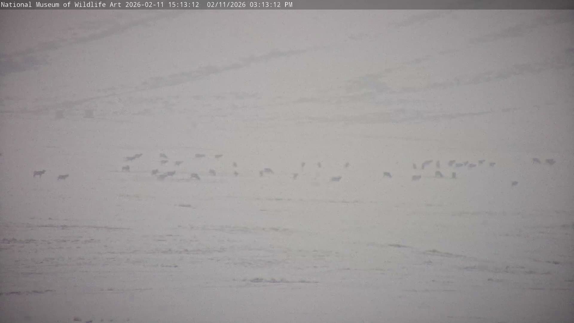 Jackson Hole, Elk Refuge from National Museum of Wildlife Art Live Cam -  Jackson, Teton, Wyoming, USA
