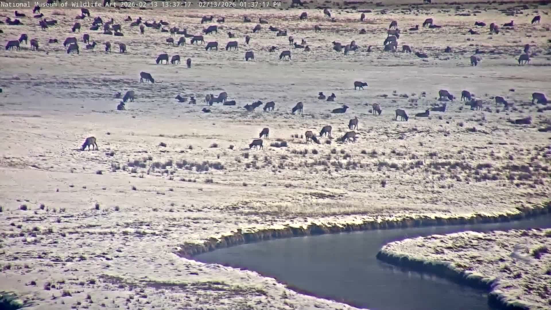 Jackson Hole, Elk Refuge from National Museum of Wildlife Art Live Cam -  Jackson, Teton, Wyoming, USA