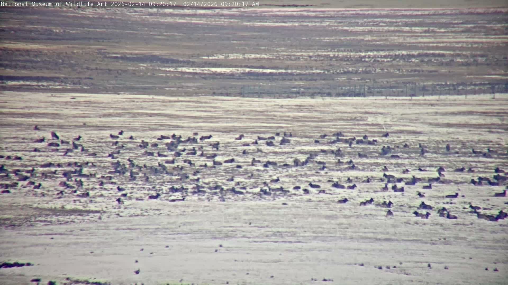 Jackson Hole, Elk Refuge from National Museum of Wildlife Art Live Cam -  Jackson, Teton, Wyoming, USA