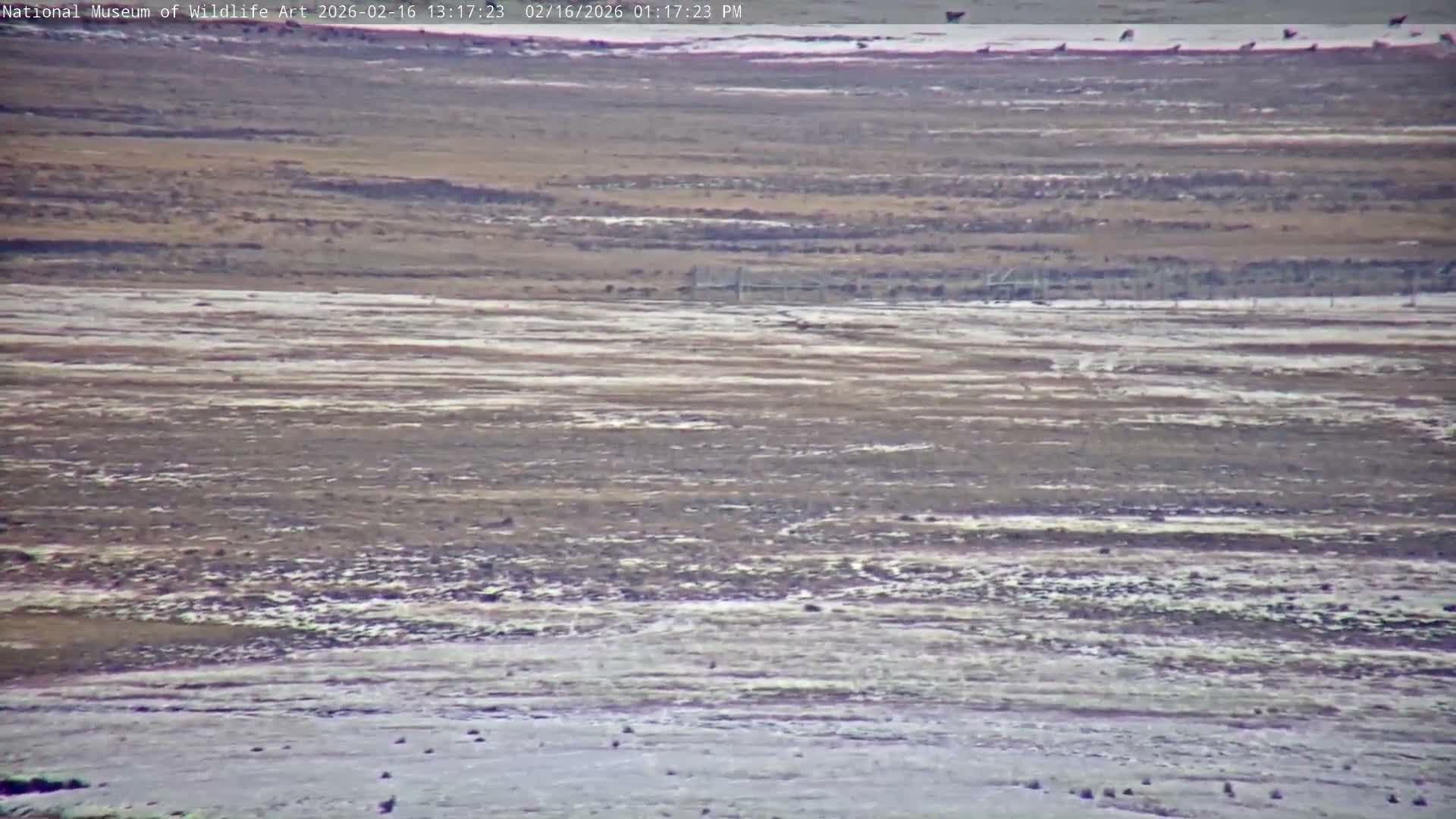 Jackson Hole, Elk Refuge from National Museum of Wildlife Art Live Cam -  Jackson, Teton, Wyoming, USA