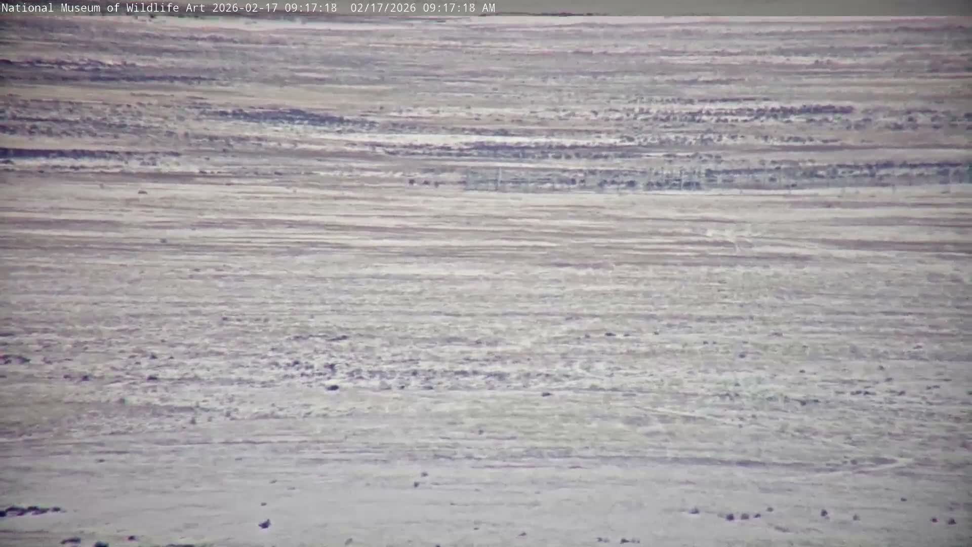 Jackson Hole, Elk Refuge from National Museum of Wildlife Art Live Cam -  Jackson, Teton, Wyoming, USA