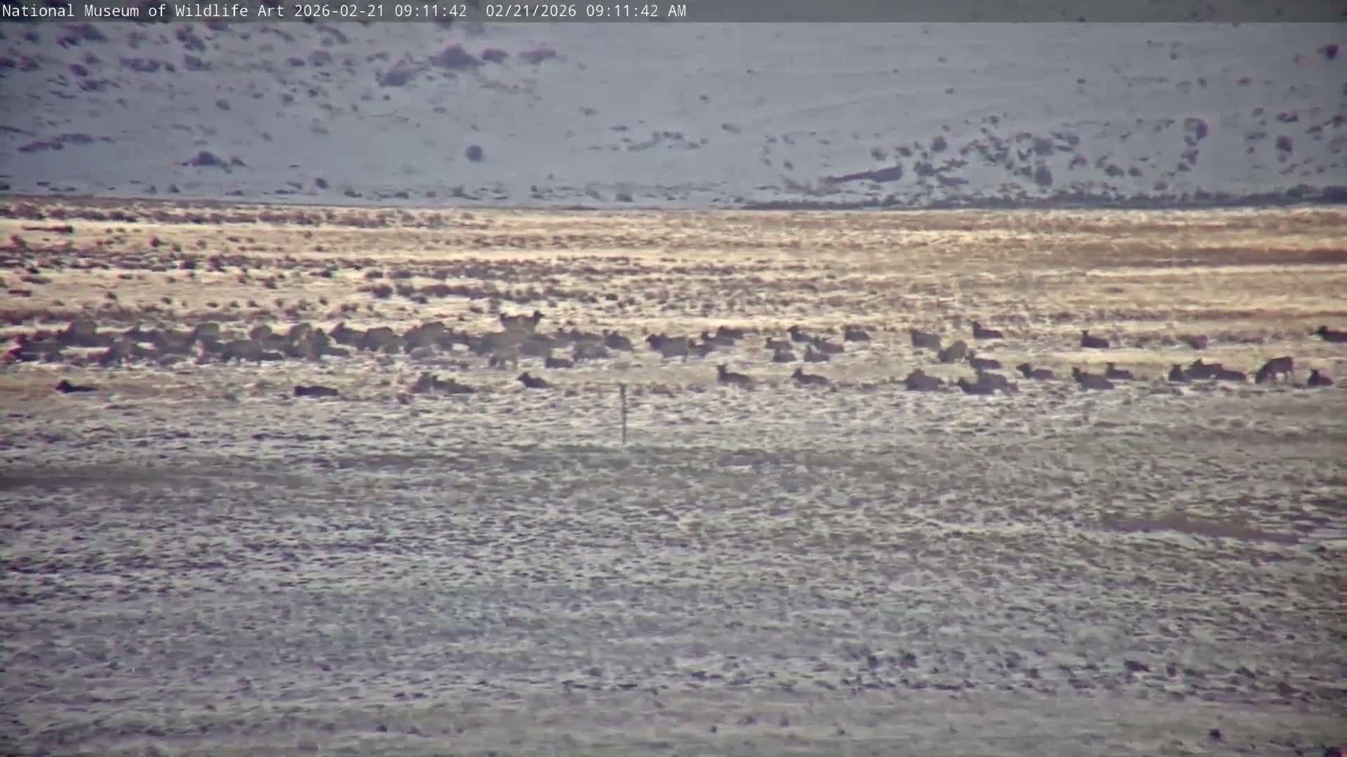 Jackson Hole, Elk Refuge from National Museum of Wildlife Art Live Cam -  Jackson, Teton, Wyoming, USA