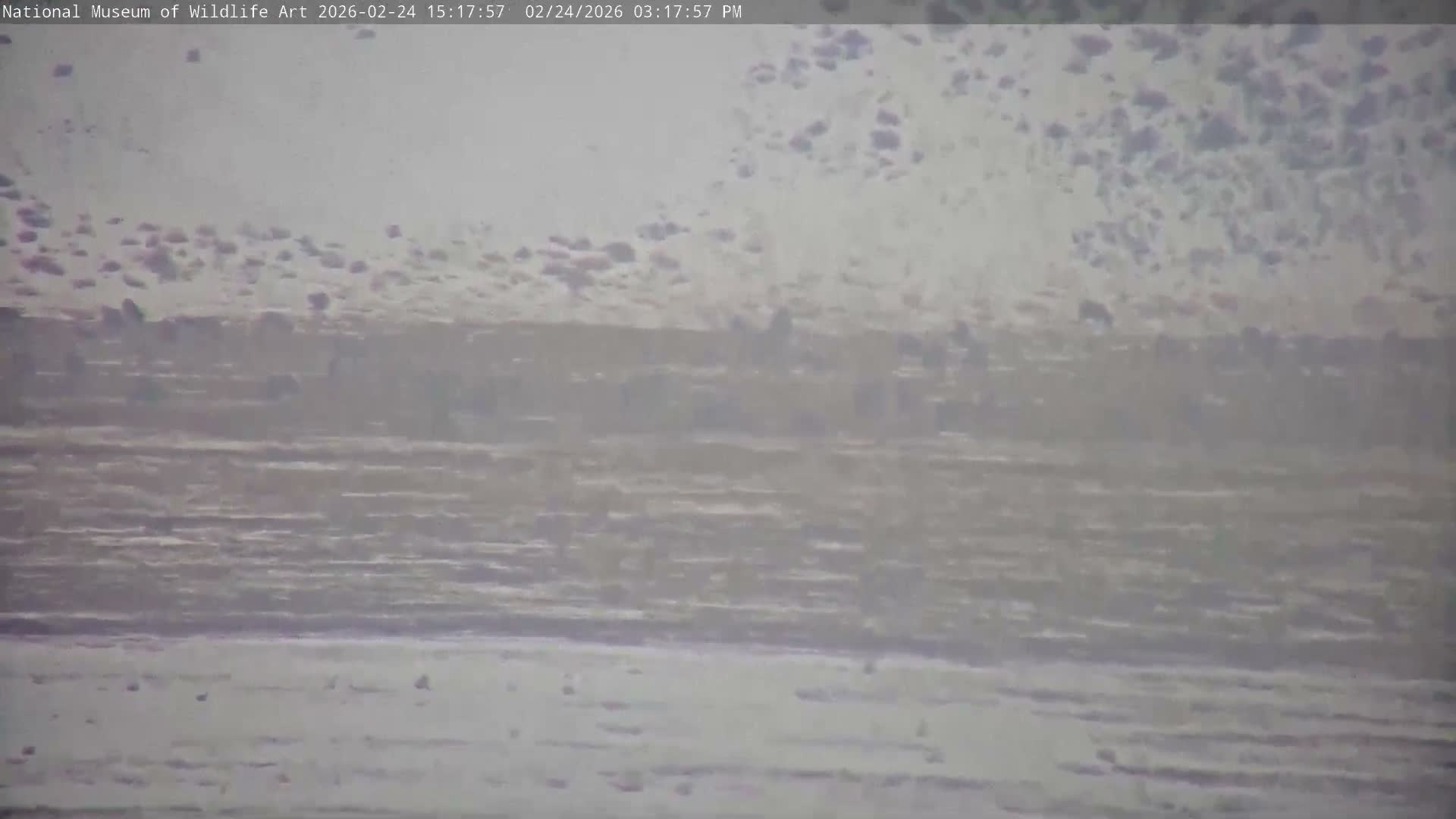 Jackson Hole, Elk Refuge from National Museum of Wildlife Art Live Cam -  Jackson, Teton, Wyoming, USA