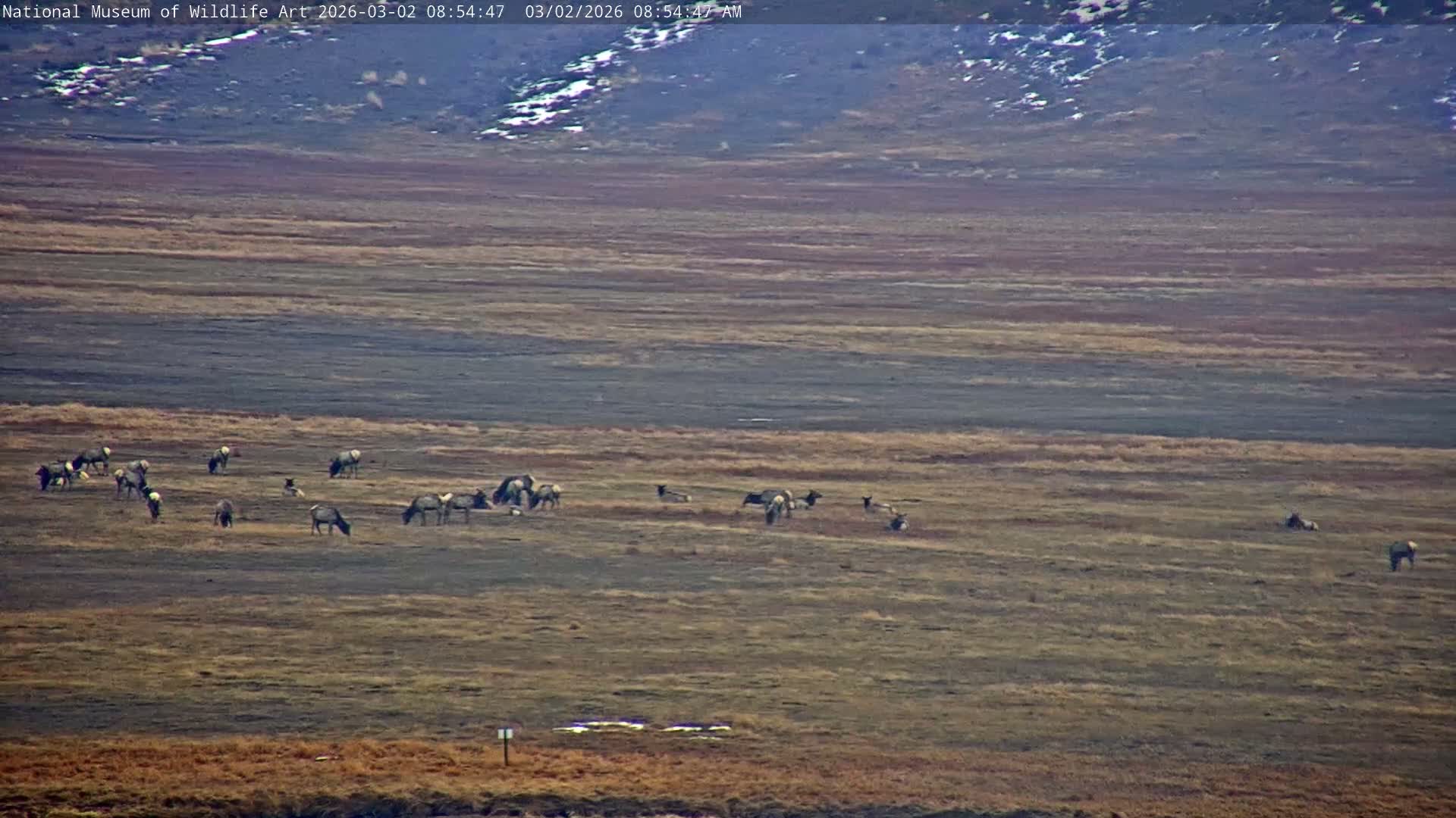 Jackson Hole, Elk Refuge from National Museum of Wildlife Art Live Cam -  Jackson, Teton, Wyoming, USA