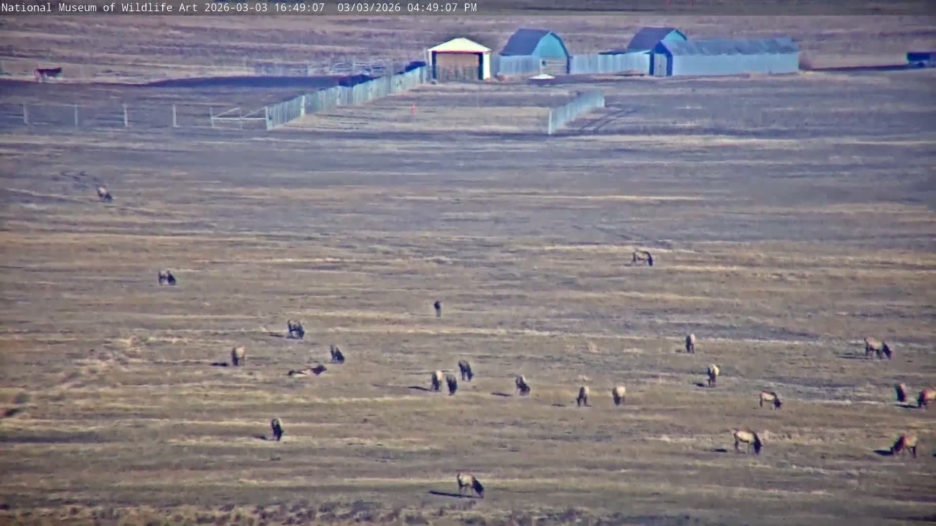 Jackson Hole, Elk Refuge from National Museum of Wildlife Art Live Cam -  Jackson, Teton, Wyoming, USA
