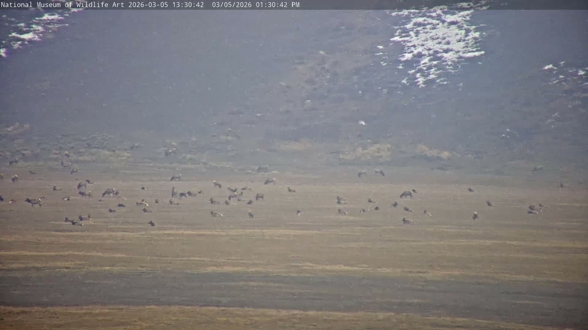 Jackson Hole, Elk Refuge from National Museum of Wildlife Art Live Cam -  Jackson, Teton, Wyoming, USA