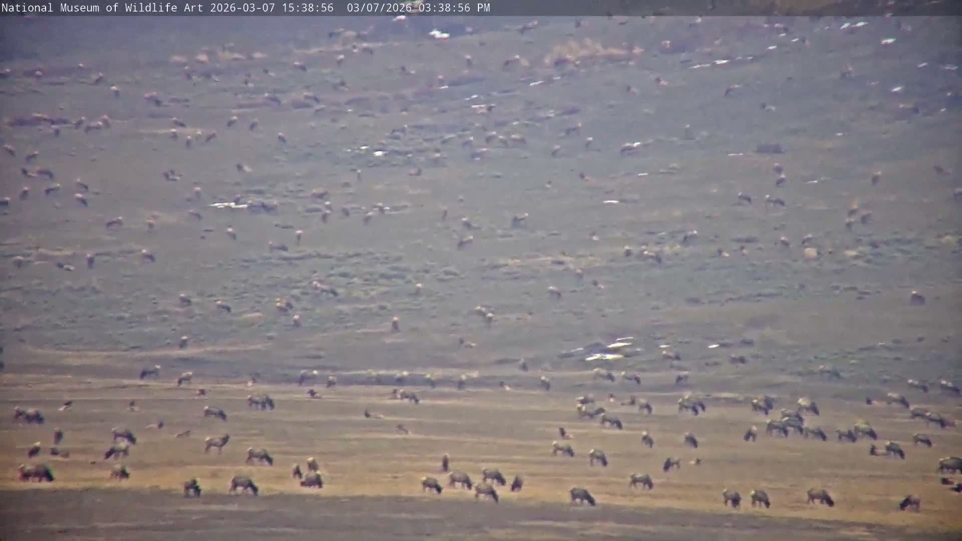 Jackson Hole, Elk Refuge from National Museum of Wildlife Art Live Cam -  Jackson, Teton, Wyoming, USA