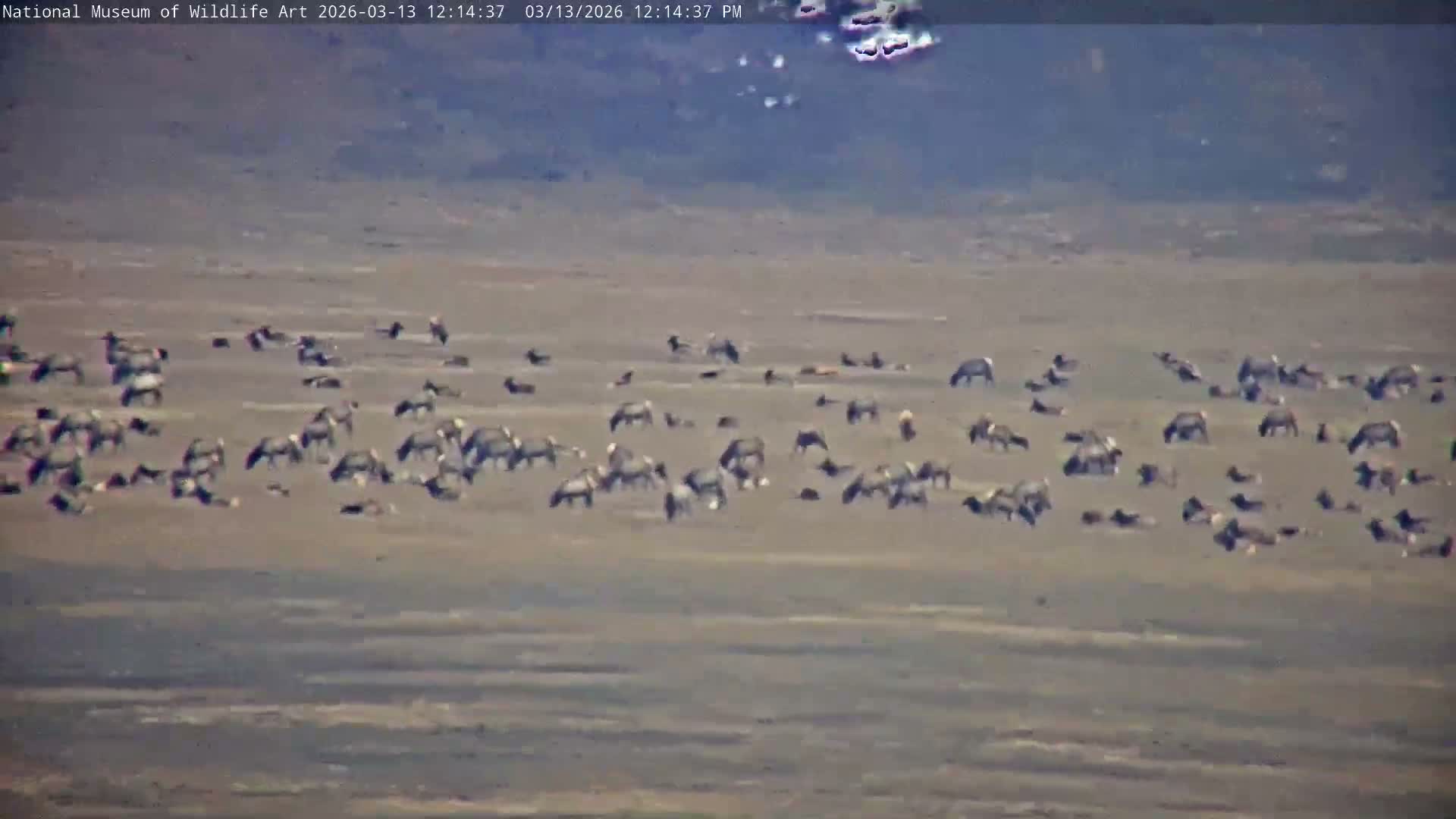 Jackson Hole, Elk Refuge from National Museum of Wildlife Art Live Cam -  Jackson, Teton, Wyoming, USA