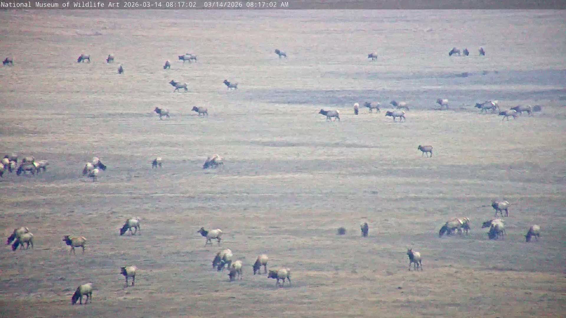 Jackson Hole, Elk Refuge from National Museum of Wildlife Art Live Cam -  Jackson, Teton, Wyoming, USA