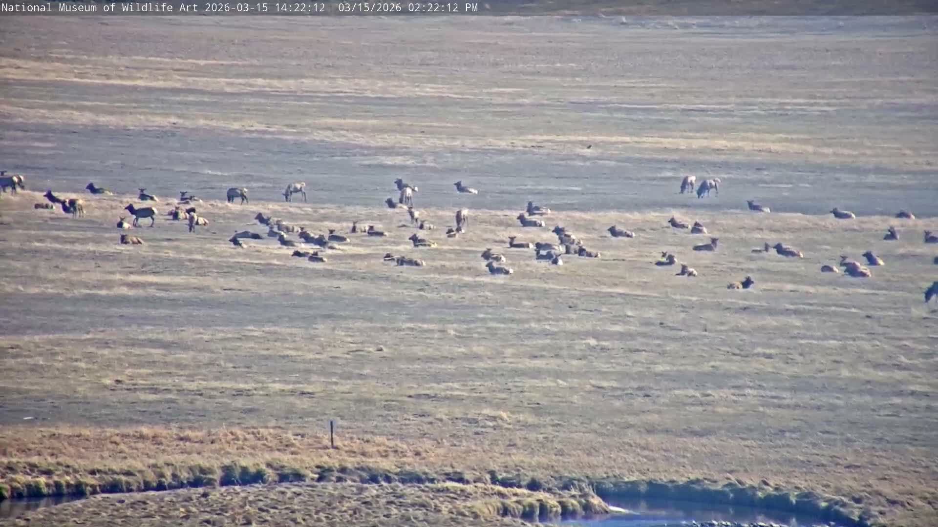 Jackson Hole, Elk Refuge from National Museum of Wildlife Art Live Cam -  Jackson, Teton, Wyoming, USA