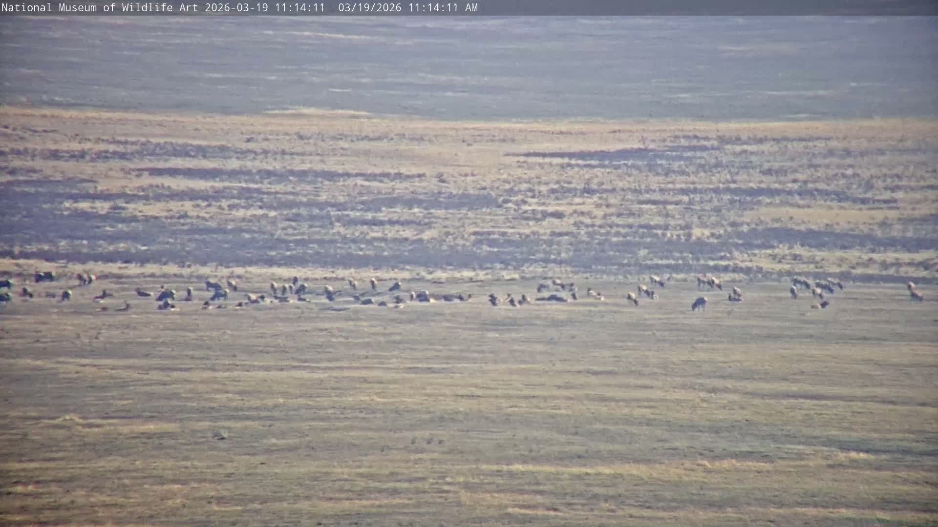 Jackson Hole, Elk Refuge from National Museum of Wildlife Art Live Cam -  Jackson, Teton, Wyoming, USA