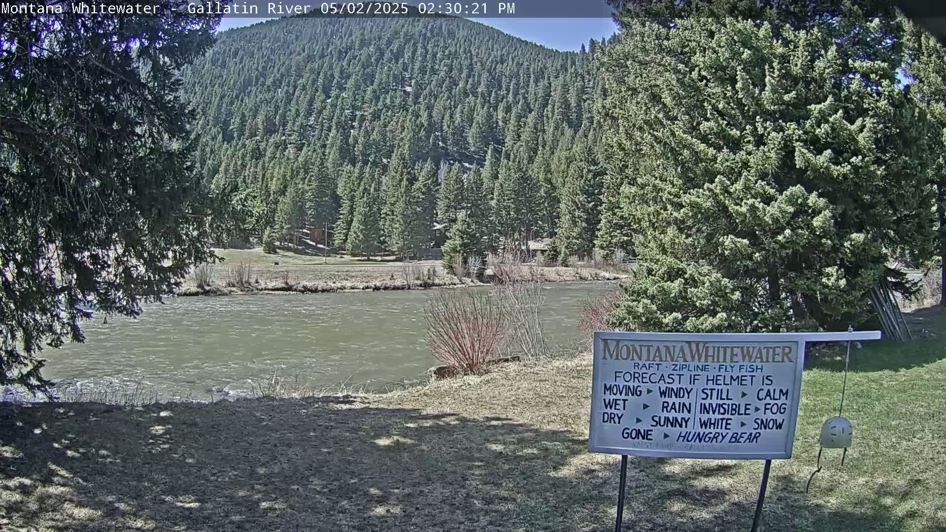 A calm river flows beneath a sunny sky past a grassy bank and a forest of evergreen trees on a hillside.