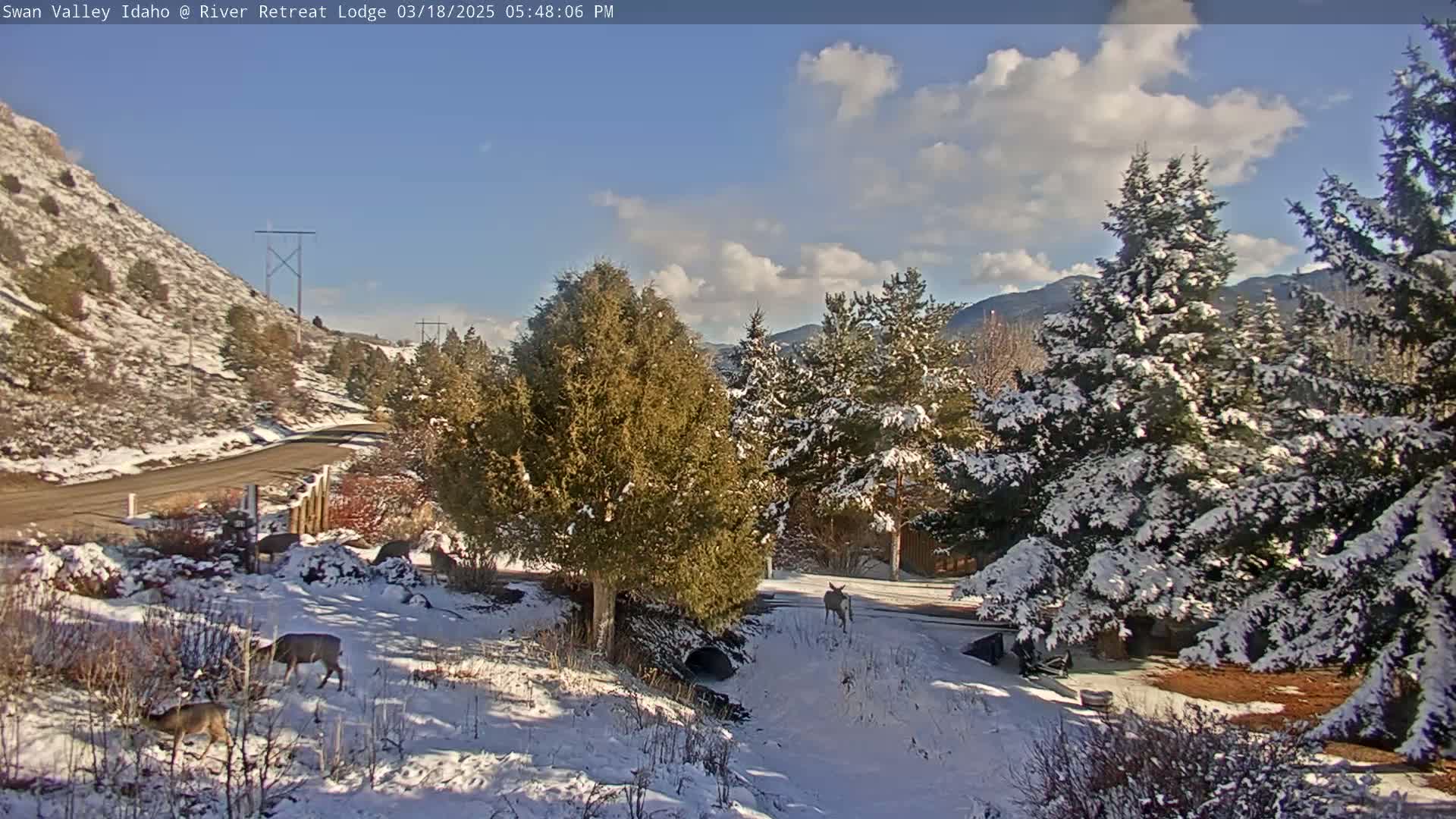 A snowy landscape with several deer near a road, partly sunny skies, and snow-covered evergreen trees.
